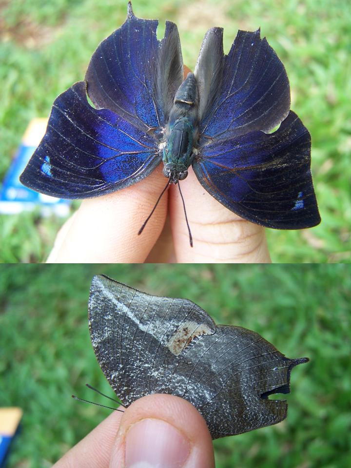 FIGURE 2e FIGURE 2e